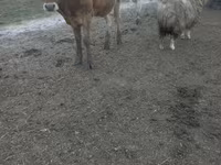 गाय, जर्सी नस्ल — फ़ोटो 4