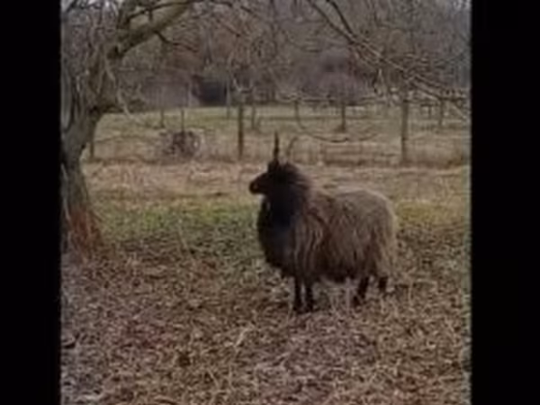 भेड़, Racka sheep — हंगरी
