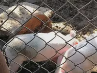 Sow, Pigs — photo 4