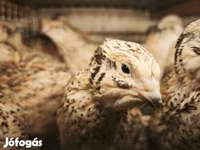 Quails — 1. fotó