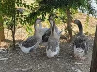Ganso Dinamarquês Cinza e Cinza Mosqueado — foto 1