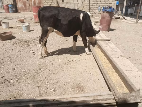 بقرة, Russian Black pied cattle
