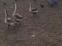 Geese — Foto 1