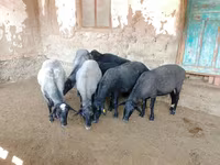 نعجة, Romanov sheep — الصورة 3