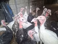Turkeys — photo 1