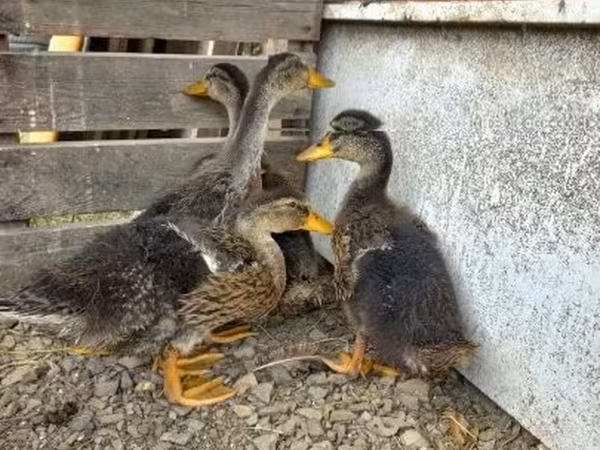 Ducks — Ungarn