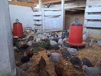 Chickens — foto 2