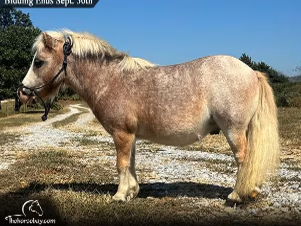 Hing, Miniature horse