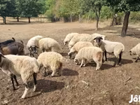 Sheep, Tsigai sheep — photo 1
