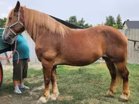 Бие, Hungarian horse breed — 1-сурет