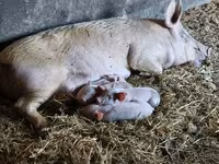 Schweine (Partie, Geschlecht nicht angegeben), Schweine — Foto 5