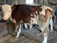 Bika, Simmental cattle — 8. fotó