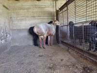 Widder, Arashan sheep — Foto 1