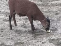 公山羊, Goats — 照片 4