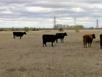 Tehén, Swiss cattle — 4. fotó