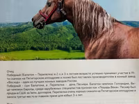 Kanca, Arabian horse — 4. fotó