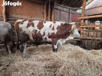 Toro, Vaca Limousin — foto 1