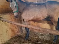 घोड़ा, Arabian horse — फ़ोटो 2