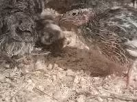 Quails — zdjęcie 1
