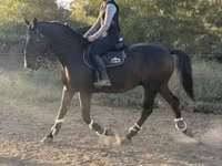 Hengst, Nonius horse — Foto 1