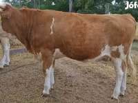 بقرة, Simmental cattle — الصورة 1
