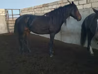 حصان, Kushum Horse — الصورة 3