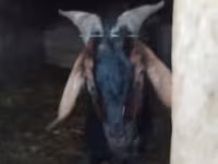 Kozel, Nubian Goat — foto 2