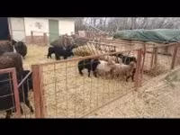 Schaf, Racka sheep — Foto 6
