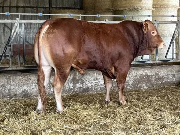 Bull, Limousin cow