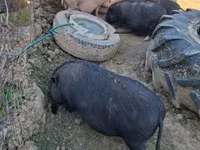 公猪 — 照片 7