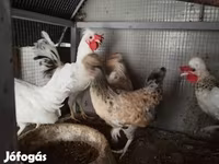 Chickens — الصورة 2