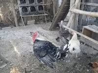 Turkeys — foto 4