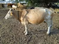 Tehén, Simmental cattle — 5. fotó