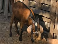 公山羊, Goats — 照片 4