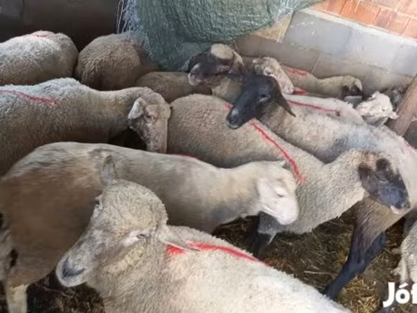 Oveja, Ovejas — Hungría