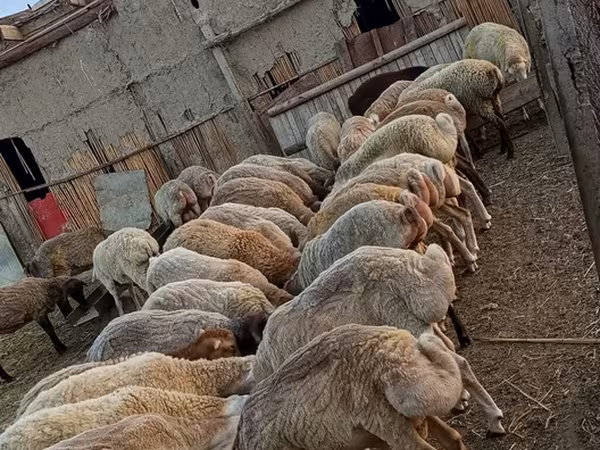 Sheep (batch, sex not specified), Sheep