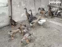 Ducks — الصورة 2
