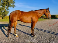 Hing, Quarter Horse — 1. fotó