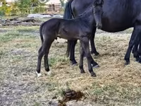 母马, Nonius horse — 照片 1