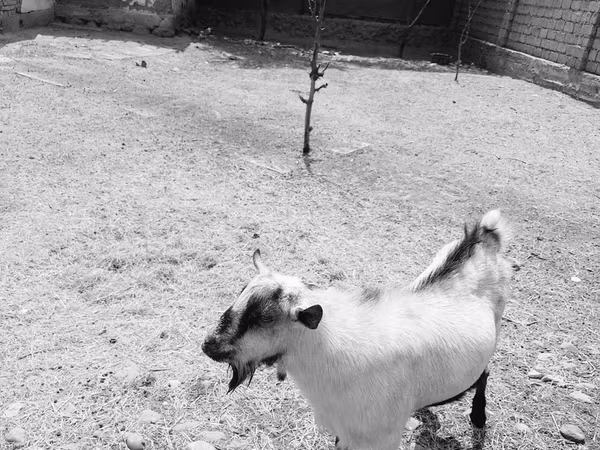बकरा, Saanen goat