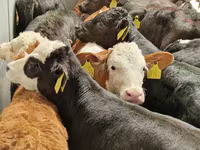 Bydło (partia, płeć nieokreślona), Simmental cattle — zdjęcie 3