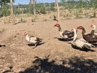 Ducks — الصورة 5