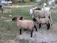 نعجة, الأغنام — الصورة 1