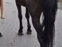 Caballo, Caballos — foto 1