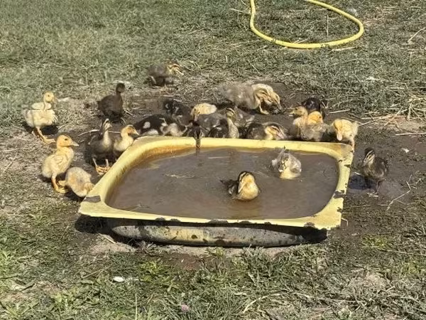 Ducks