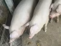 Süldőanya, Крупная белая — 8. fotó