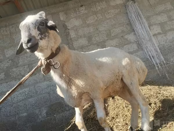 मेढ़ा, भेड़