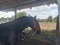 Caballo, Caballos — foto 2