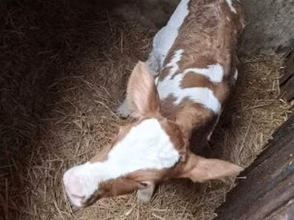 Krowa, Simmental cattle