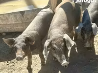 Pigs (batch, sex not specified), Мангалица — photo 1